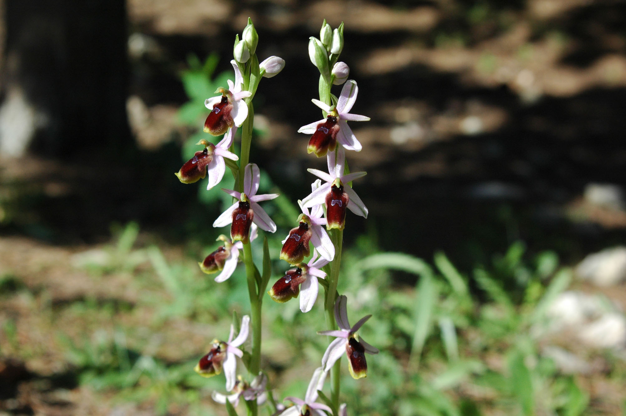 Ophrys lutea con gruppo d''insieme